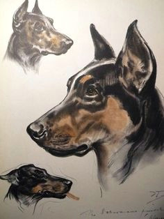 Drawing Dogs by Diana Thorne 43 Best Dog Art Images Dog Portraits Vintage Dog Dog Breeds