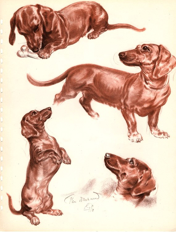 Drawing Dogs by Diana Thorne Diana Thorne Vintage Dog Print Book Plate 13 1 2 X 10 1 4 Etsy