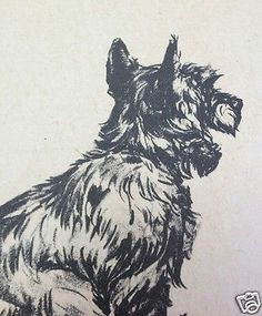 Drawing Dogs Diana Thorne 248 Best Cecil Aldin S Others Vintage Dog Drawings Images Dog