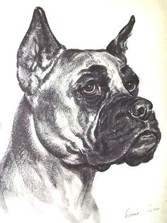 Drawing Dogs Diana Thorne 43 Best Dog Art Images Dog Portraits Vintage Dog Dog Breeds