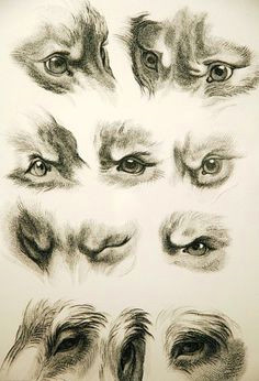 Drawing Dogs Eyes In Pastel 128 Best Favorite Drawings Images Color Pencil Art Crayons
