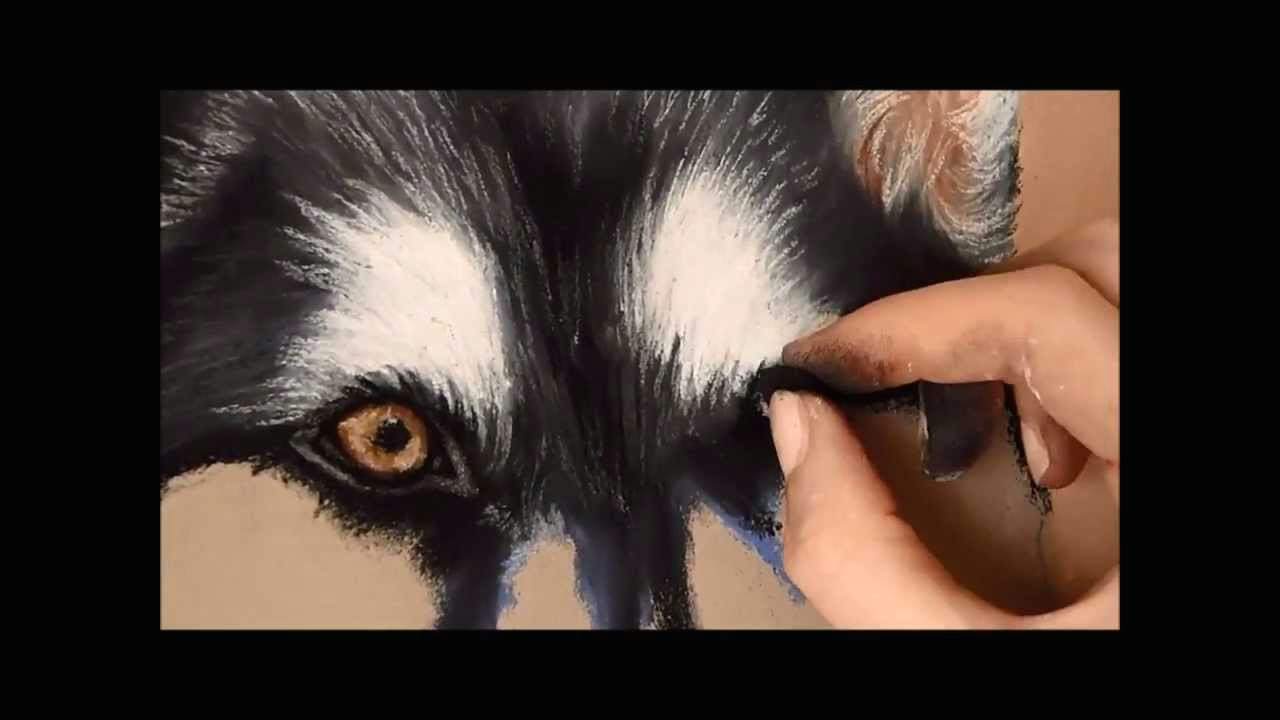 Drawing Dogs Eyes In Pastel Timelapse soft Pastel Drawing Of A Husky Youtube