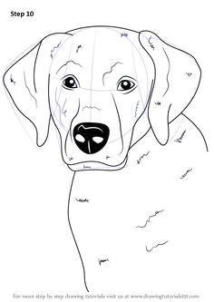 Drawing Dogs Face 112 Best Dog Breed Images Dog Paintings Drawings Of Dogs Doggies