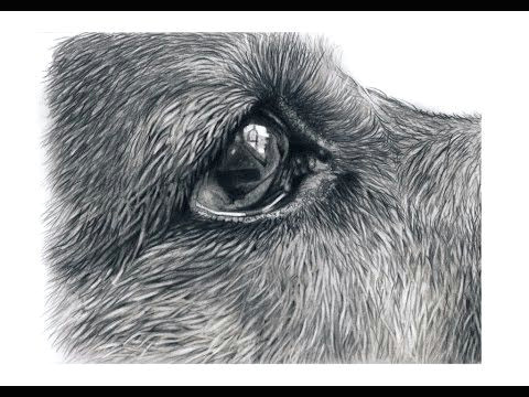 Drawing Dogs Fur How I Draw Dogs Eyes Youtube Fur In 2018 Pinterest Draw Art