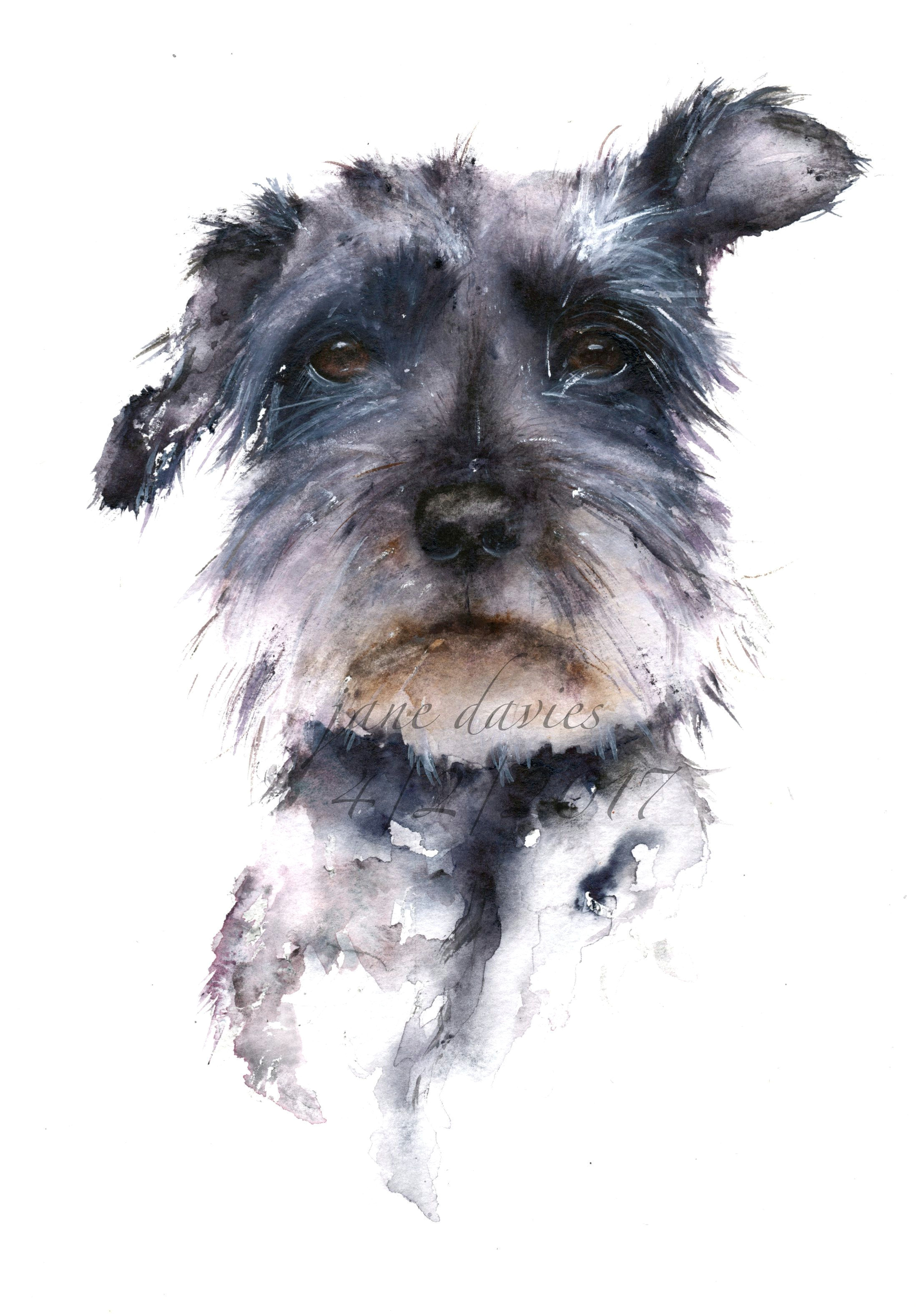 Drawing Dogs Fur Schnauzer Painted In Watercolour by Artist Jane Davies