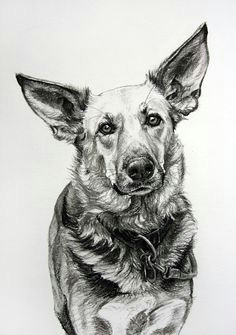 Drawing Dogs In Charcoal 2150 Best Drawing Dogs Images Dog Paintings Drawings Of Dogs