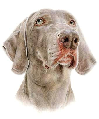 Drawing Dogs In Colored Pencil Ben Weimaraner Coloured Pencil Drawing Drawing Pinterest