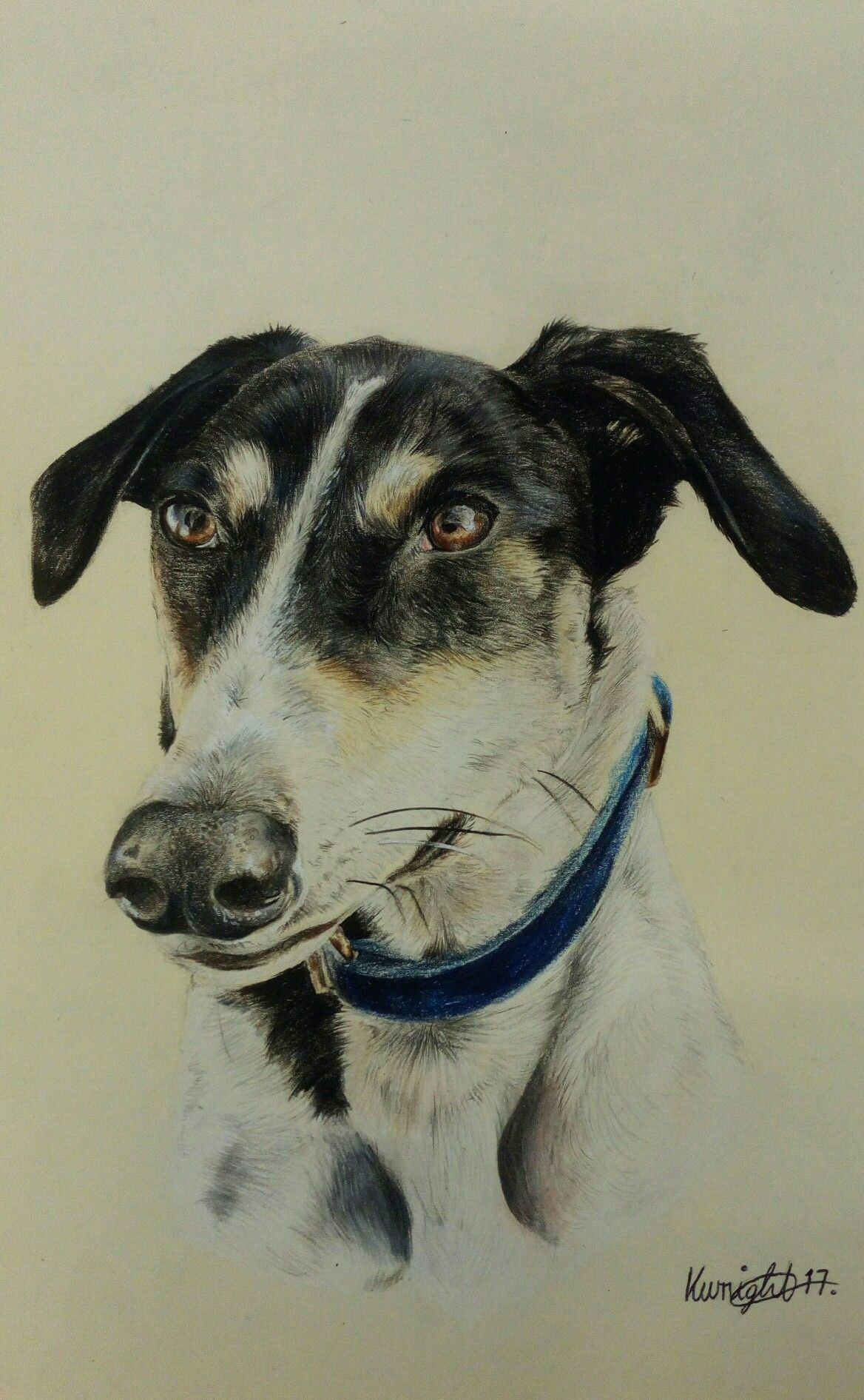 Drawing Dogs In Colored Pencil Corky the Lurcher Faber Castell Coloured Pencil Drawing My Pet