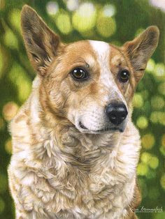 Drawing Dogs In Colour Pencil 121 Best Colored Pencil Animal Dog Images Color Pencil Art