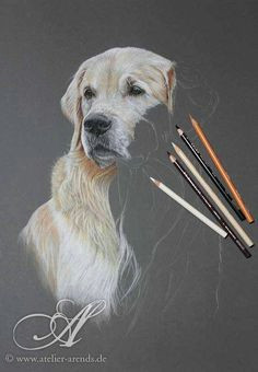 Drawing Dogs In Colour Pencil 121 Best Colored Pencil Animal Dog Images Color Pencil Art