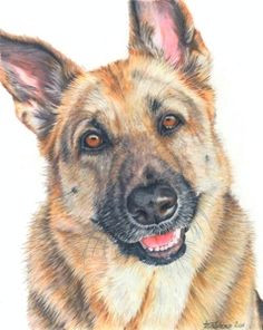 Drawing Dogs In Colour Pencil 121 Best Colored Pencil Animal Dog Images Color Pencil Art