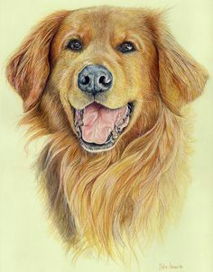 Drawing Dogs In Colour Pencil 366 Best Colored Pencil Animals Images In 2019 Draw Animals