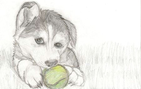 Drawing Dogs In Love How to Draw Puppy Drawing Love to Draw Dogs so I Drew A Husky