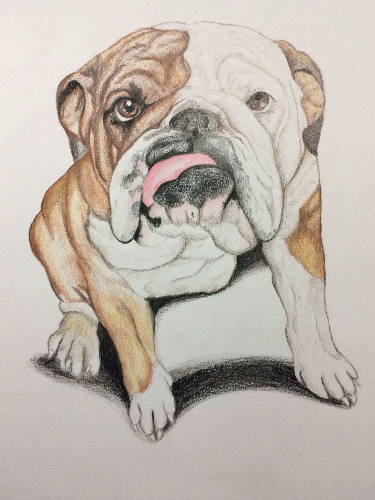 Drawing Dogs In Love This is A Bulldog Portrait I Drew I Love Drawing and Bulldogs are