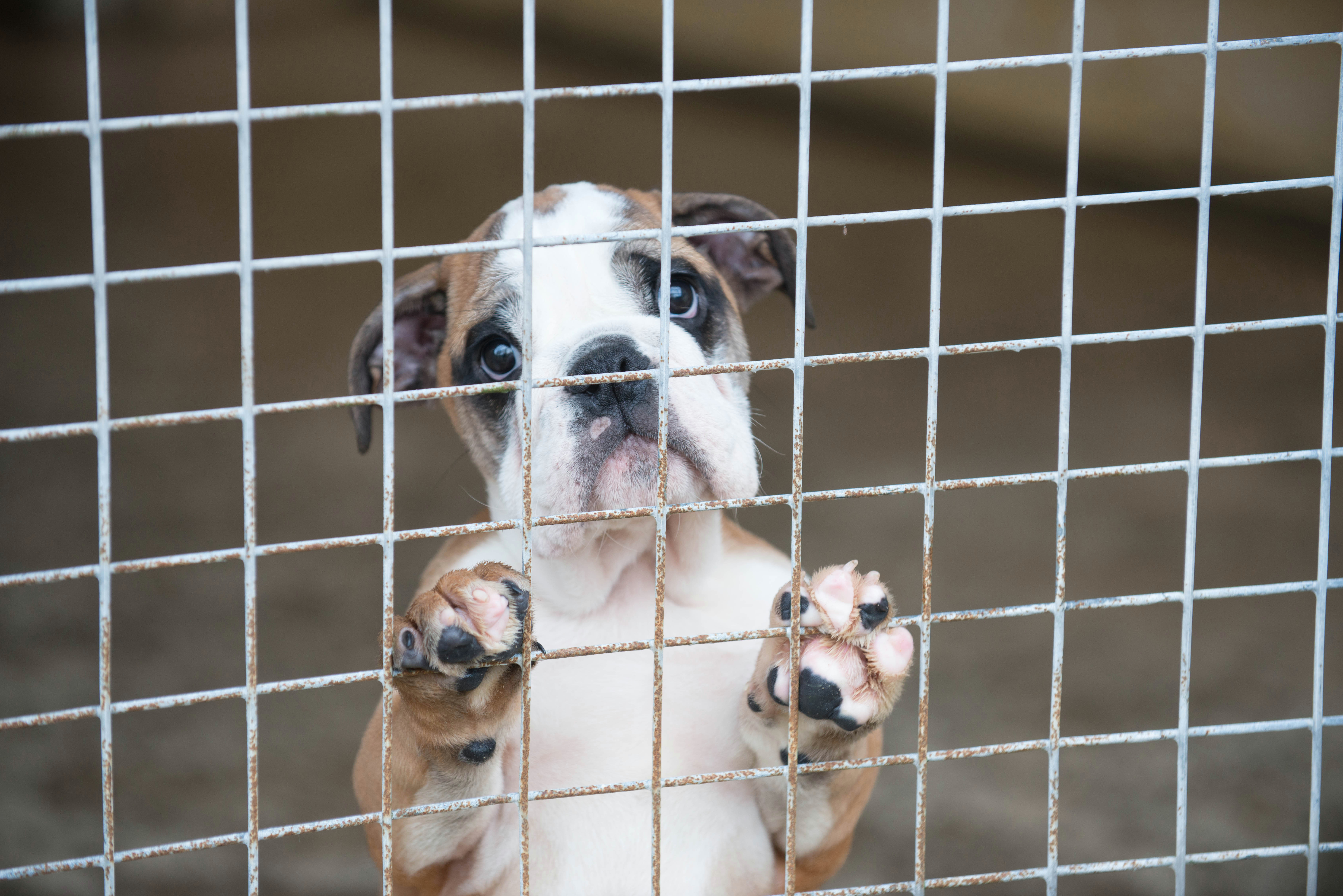 Drawing Dogs In Motion European Commission asked to Draw Up Action Plan to End Illegal Pet