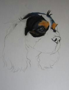 Drawing Dogs In Pastel Cavalier King Charles Aux Pastels Animals and Children Painting