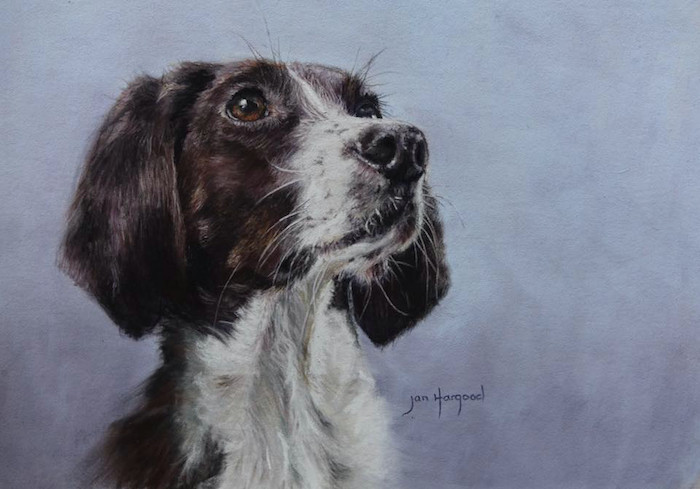 Drawing Dogs In Pastel September S Splendid Pastels Jan Hargood Love Dogs Unison and