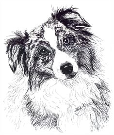 Drawing Dogs In Pen and Ink 43 Best Drawing Dogs Images Australian Shepherd Aussie Dogs