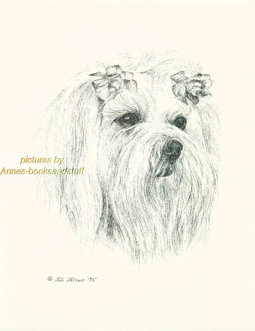 Drawing Dogs In Pen and Ink 44 Maltese Dog Art Print Pen and Ink Drawing Jan Jellins Ebay