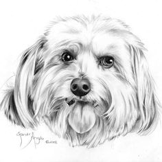 Drawing Dogs In Pencil 101 Best Drawings Of Dogs Images Pencil Drawings Pencil Art