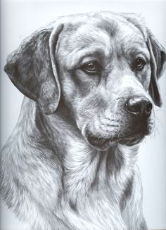 Drawing Dogs In Pencil 101 Best Drawings Of Dogs Images Pencil Drawings Pencil Art