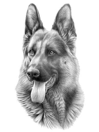 Drawing Dogs In Pencil Drawing A German Shepherd In 2019 Dogs Dog Pencil Drawing