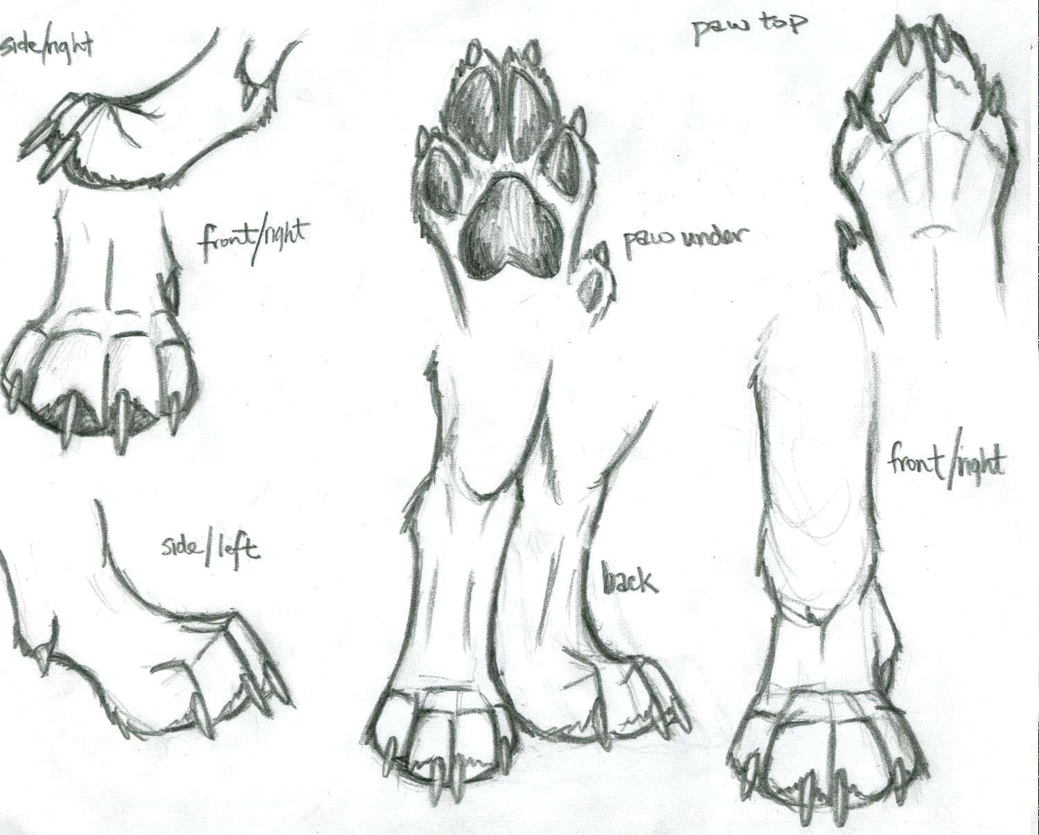 Drawing Dogs Paws Image Result for Anatomical Drawings Dog Paws Interesting
