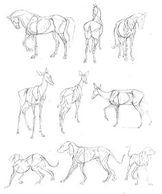 Drawing Dogs Pdf 134 Best Book the Art Of Animal Drawing Images Animal Drawings