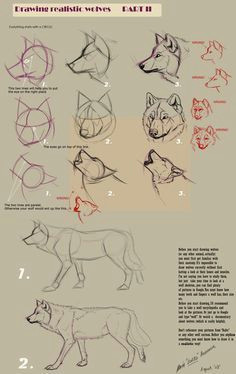 Drawing Dogs Tips Guides to Drawing Wolves Drawing Pinterest Drawings Art and