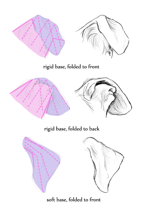 Drawing Dogs Tips How to Draw Dog Ears Like An Artist Art Ed Central Projects to Try