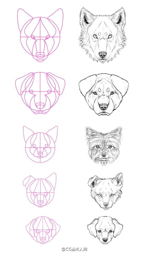 Drawing Dogs Tips Pin by Dangerous On Animals Drawing Tips In 2018 Pinterest