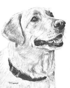 Drawing Dogs with Charcoal 430 Best Charcoal Images In 2019 Pencil Art Pencil Drawings Sketches