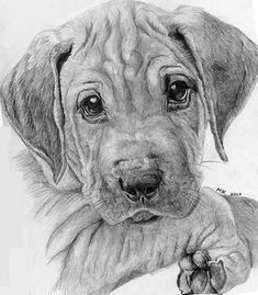 Drawing Dogs with Charcoal 568 Best Pencil Pen Color Pencil Drawing and Charcoal too
