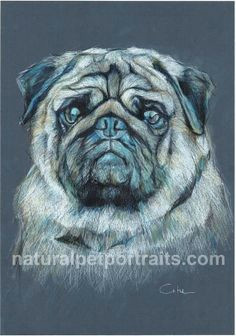 Drawing Dogs with Colored Pencils 15 Best Drawing Of A Dog Images Art Drawings Dog Paintings Drawing S