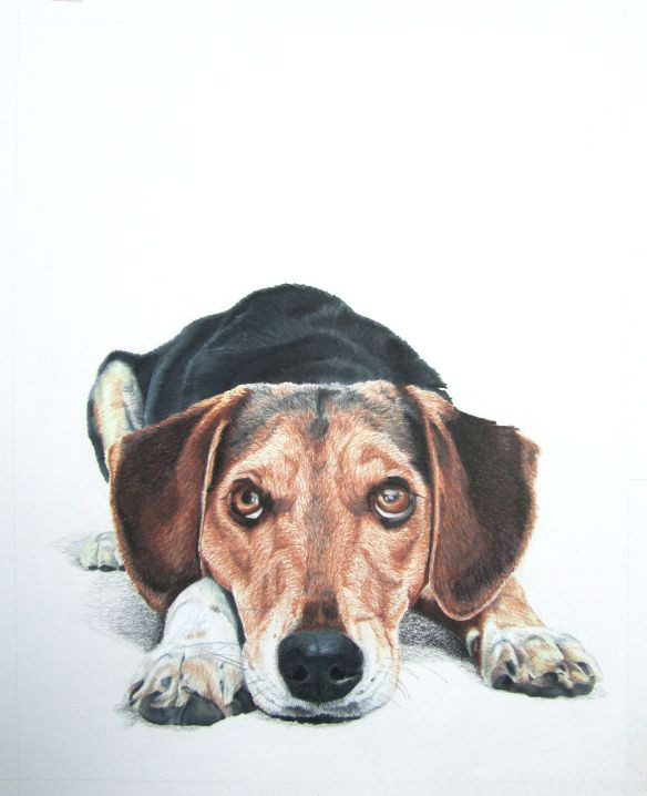 Drawing Dogs with Colored Pencils Colored Pencil Drawing by Lauren Heimbaugh Colored Pencil Drawings