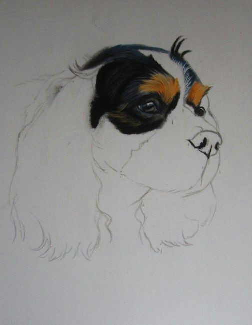 Drawing Dogs with Pastel Pencils Portrait De Cavalier King Charles Animals Painting Drawing