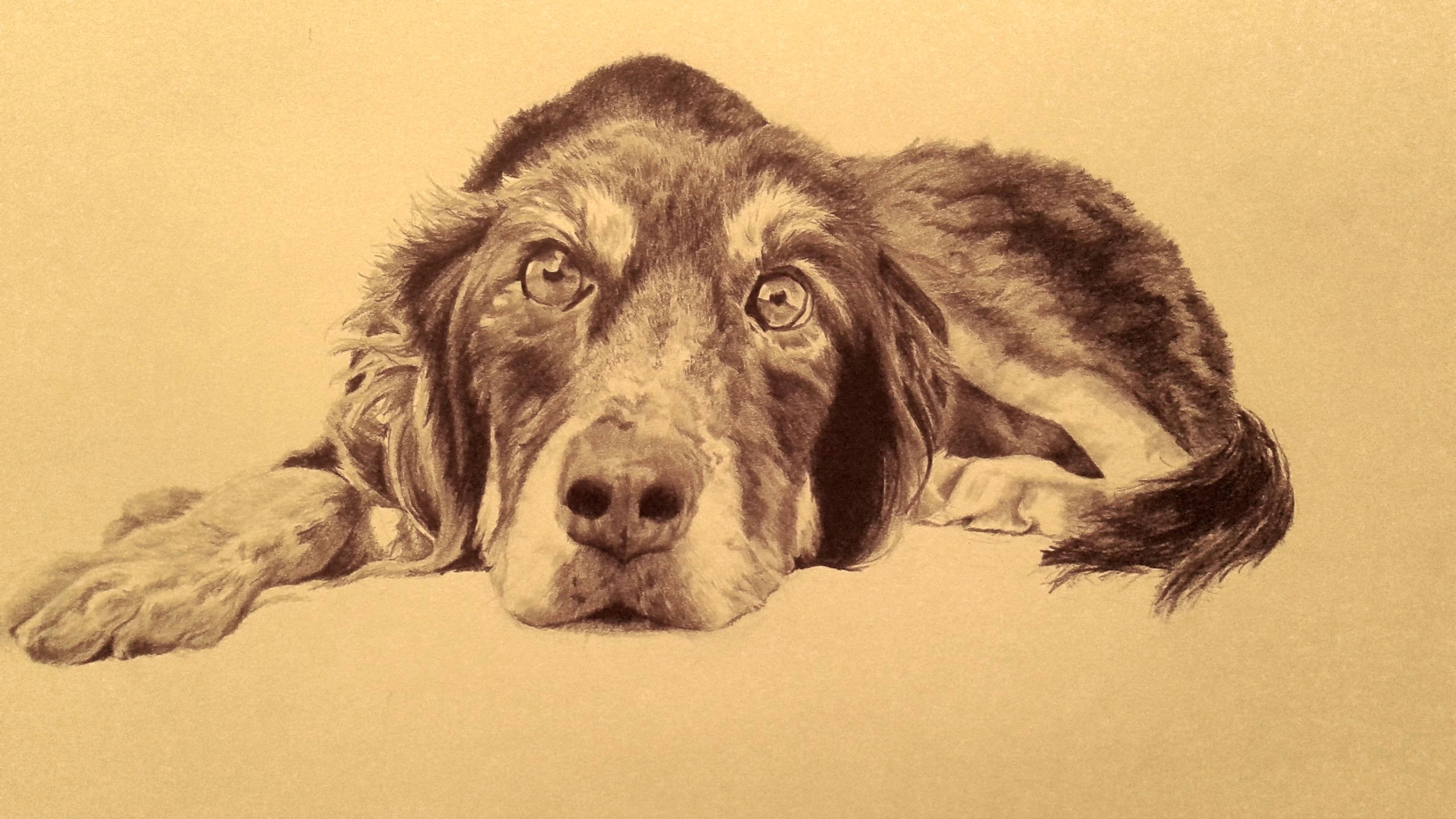 Drawing Dogs with Pencil Drawing Of My Friend S Dog Graphite Art Pencil Drawings My Art