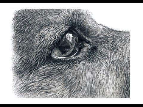 Drawing Dogs Youtube How I Draw Dogs Eyes Youtube Drawing Oa I Zva A ata Barvy