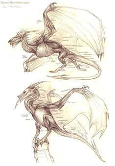 Drawing Dragons and Those who Hunt them 100 Best Dragon Reference Images Monsters Dragons Fantasy Art