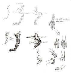 Drawing Dragons Tips 26 Best How to Draw Dragon Feet and Dragon Arms Images How to Draw