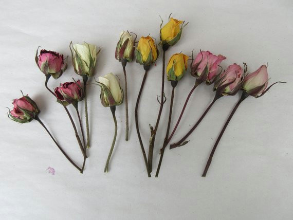 Drawing Dry Flowers 7 Colors Dried Flowers Dry Mini Rose Bud Stem Bulk Pressed Dry