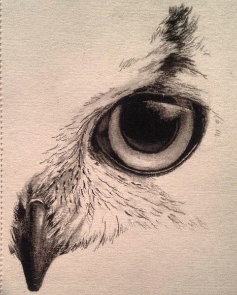 Drawing Eagle Eyes Pin Od Agnes Na Muster Draw Owl Sketch I Sketches