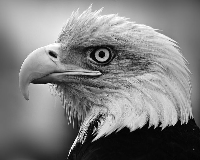 Drawing Eagle Eyes Pix for Black and White Eagle Photography Bald Eagles Eagle