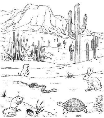 Drawing Easy Desert How to Draw Desert Plants Yahoo Image Search Results Desert