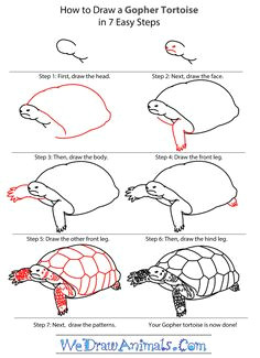 Drawing Easy Desert Learn How to Draw A Desert tortoise Turtles and tortoises Step by