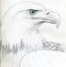 Drawing Easy Eagle 221 Best Eagle Sketches Images Eagle Drawing Eagle Painting