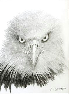 Drawing Easy Eagle 221 Best Eagle Sketches Images Eagle Drawing Eagle Painting