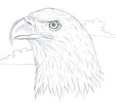 Drawing Easy Eagle 346 Best Eagle Drawing and Painting Images Eagle Drawing Eagle