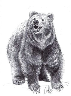 Drawing Easy Grizzly Bear 50 Best Bear Sketches Images Animal Drawings Bear Sketch Bear Art