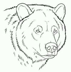 Drawing Easy Grizzly Bear 50 Best Bear Sketches Images Animal Drawings Bear Sketch Bear Art